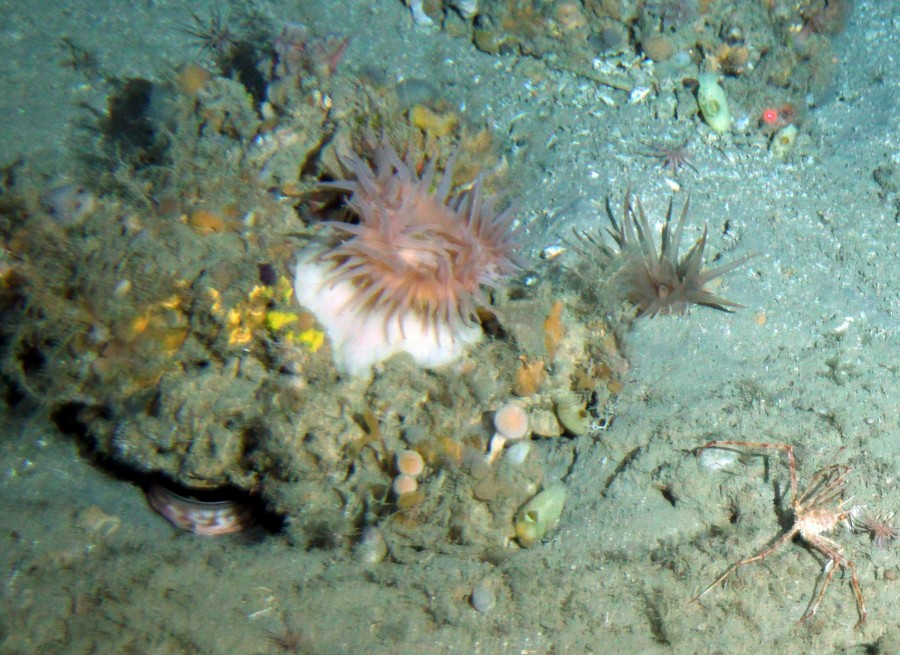 Flinders Various Ch 201201 083 031221 P 0841 Australian Marine Parks Science Atlas 7333